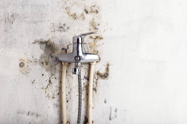Best Black Mold Remediation in Cambridge, NE