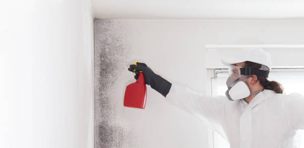 Best HVAC Mold Remediation in Cambridge, NE